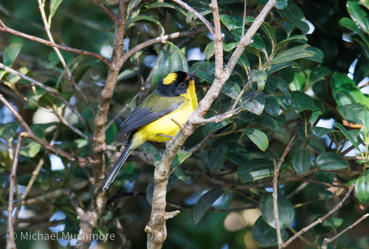 Gelbkronen-Waldsänger - ML647580316
