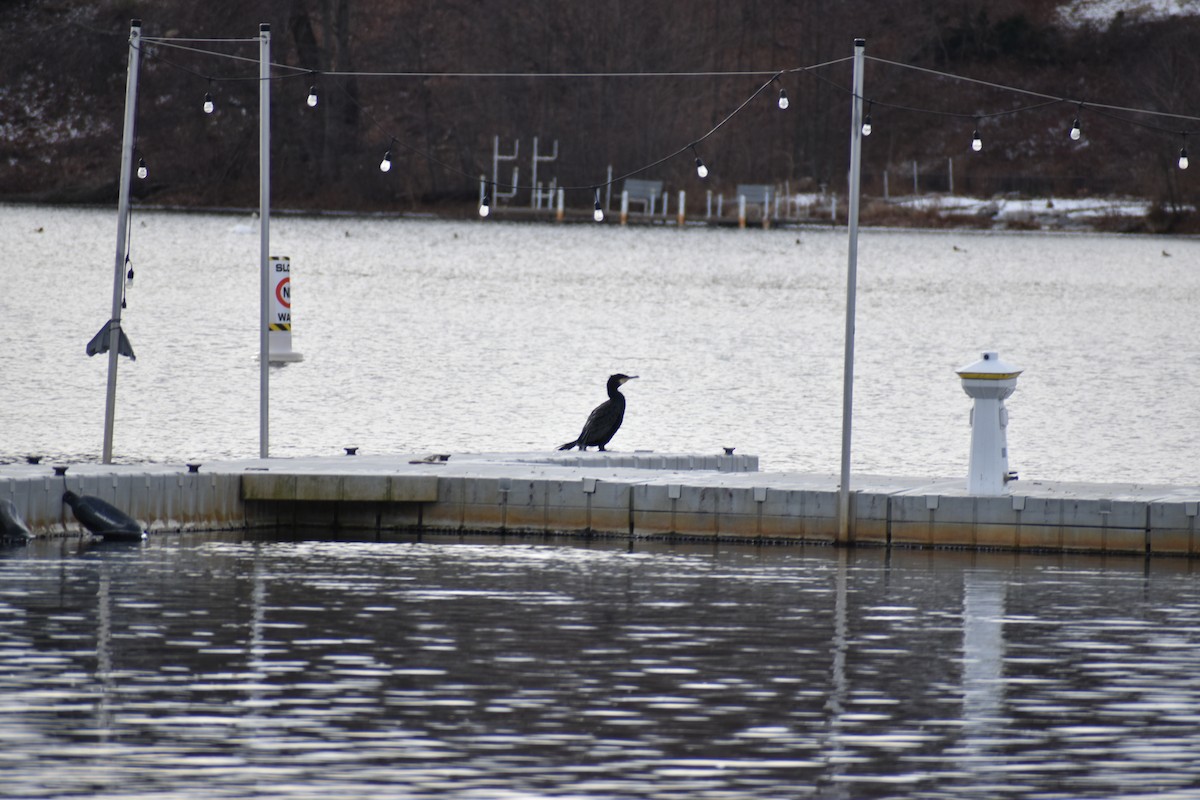 kormorán velký - ML647580318