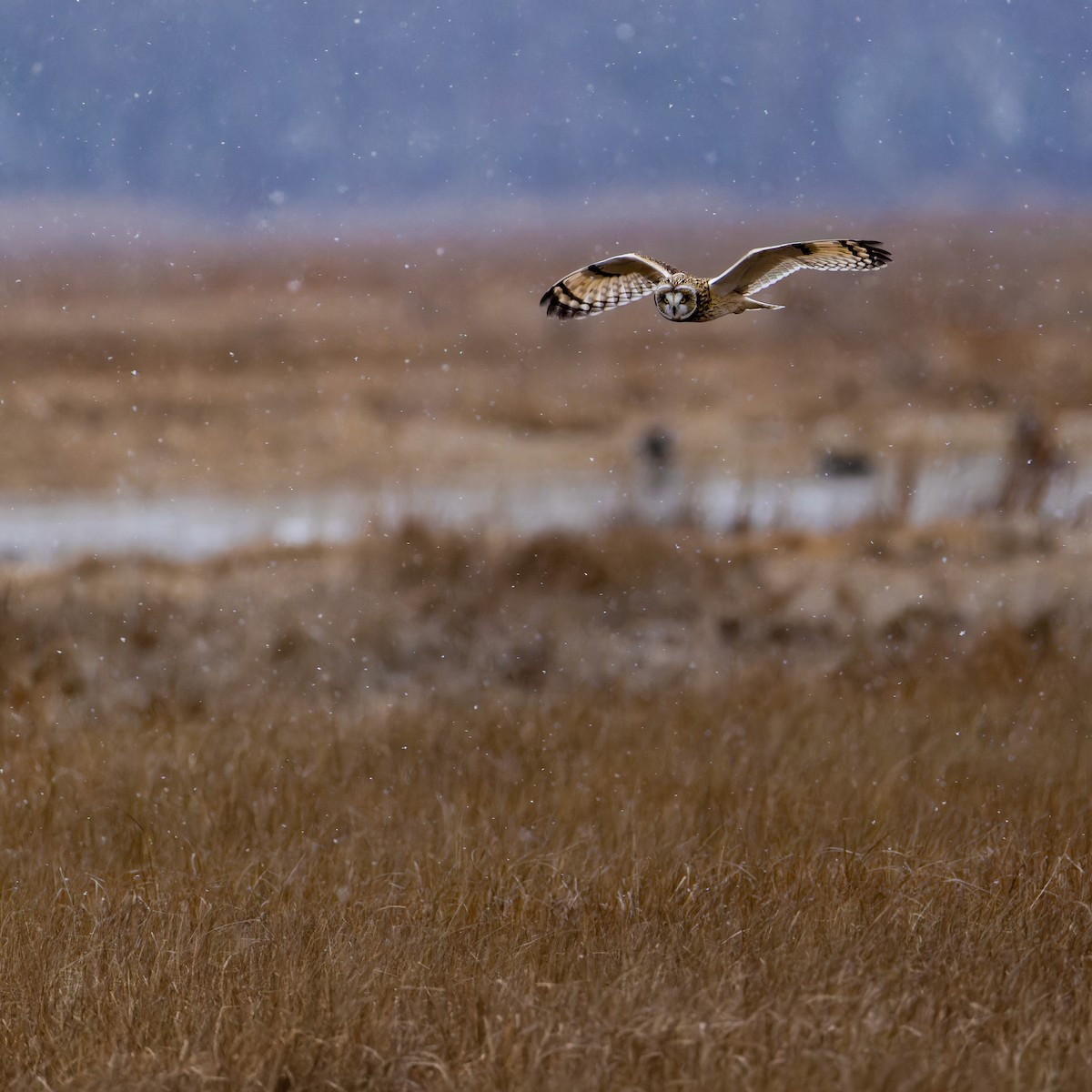 Short-eared Owl - ML647580360