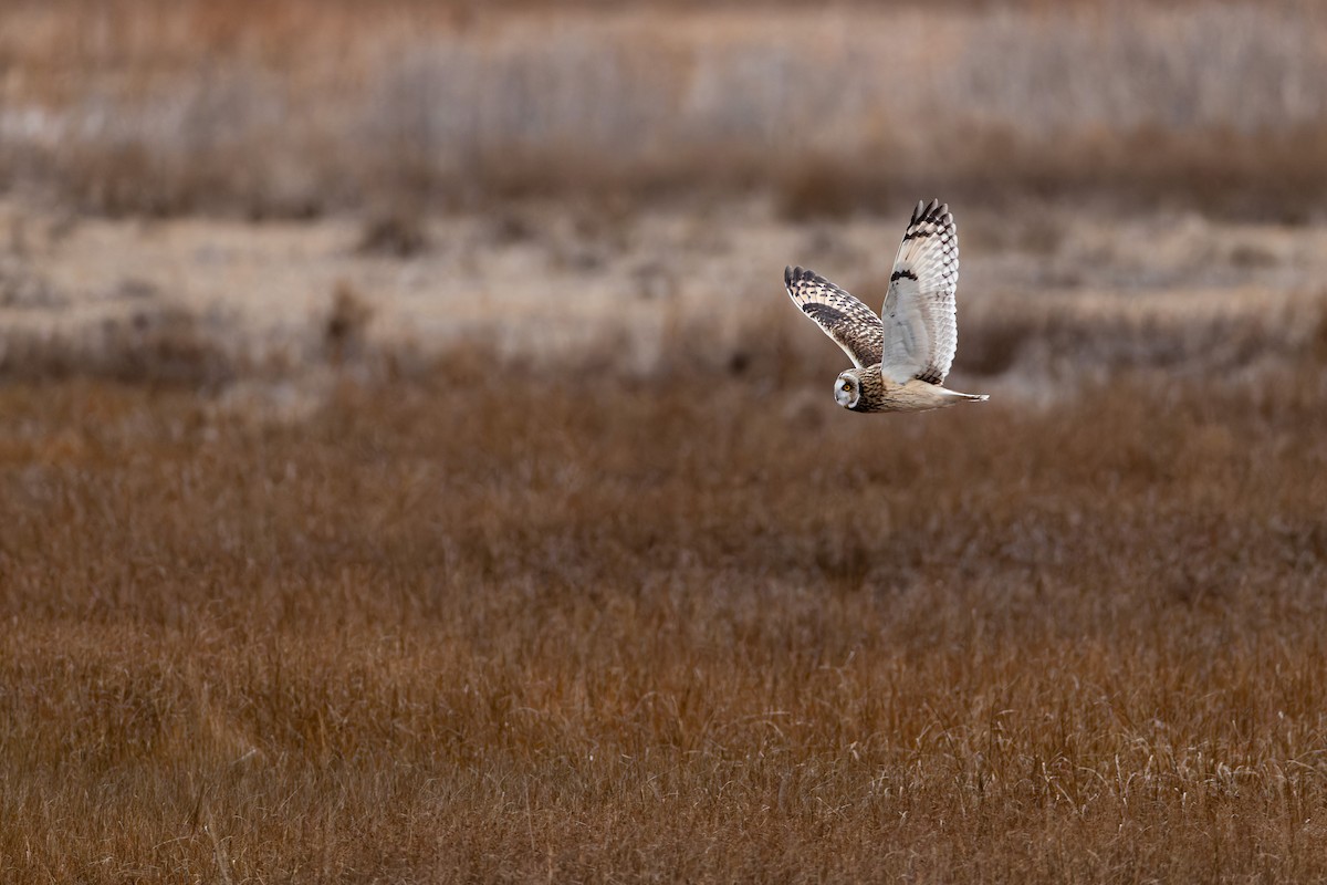 Short-eared Owl - ML647580363