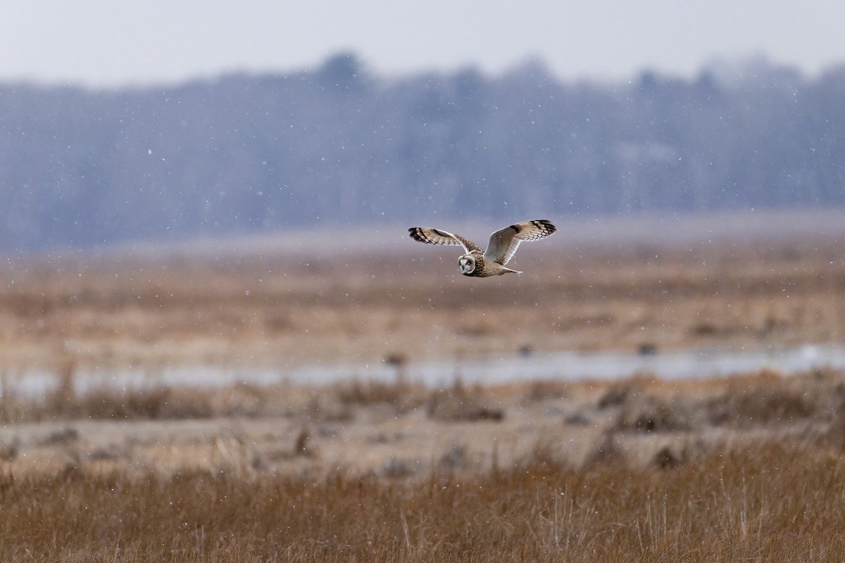 Short-eared Owl - ML647580364