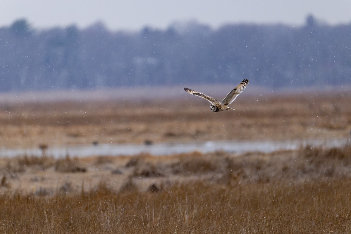 Short-eared Owl - ML647580365