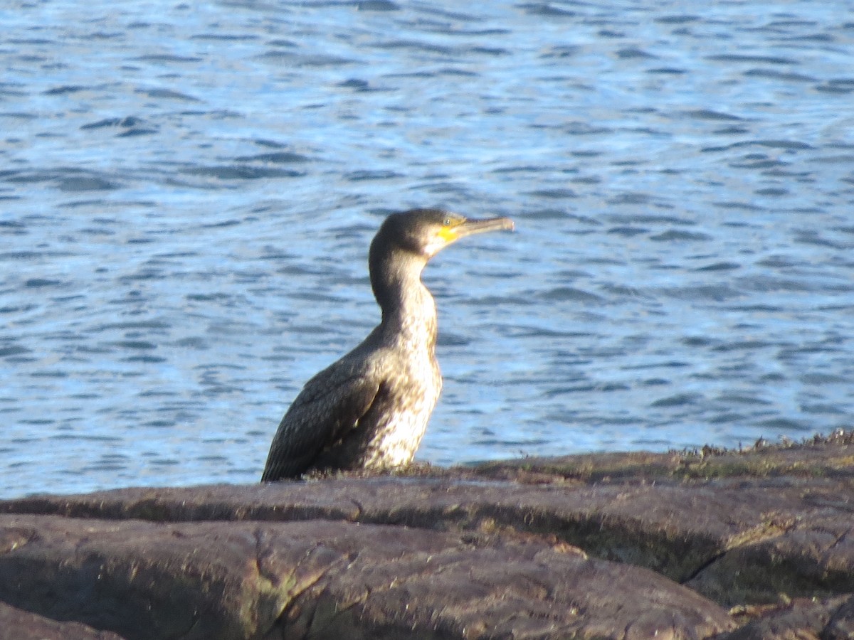 kormorán velký - ML647580392