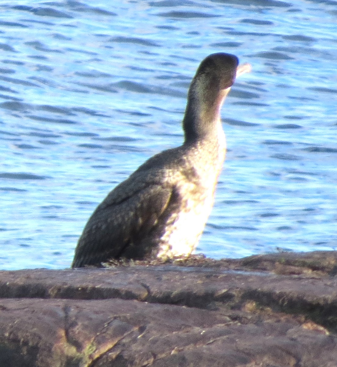 kormorán velký - ML647580393