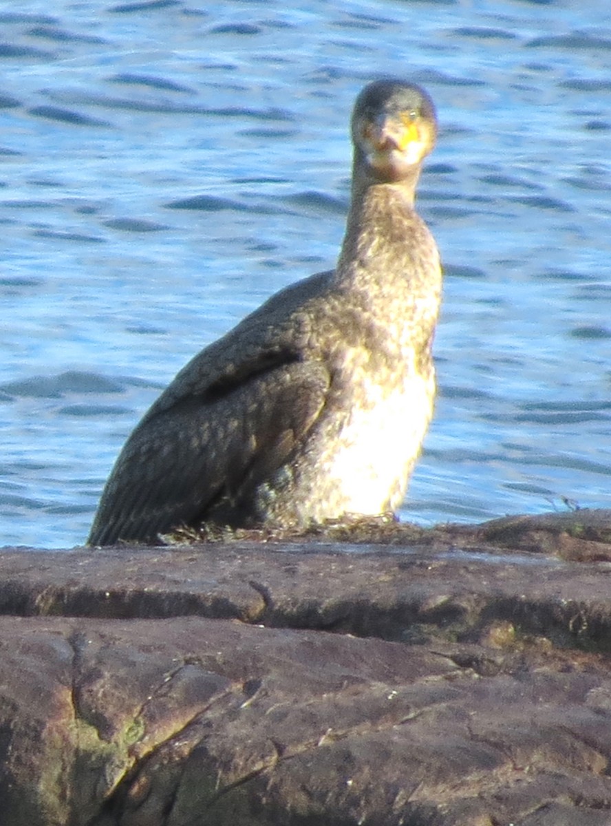 kormorán velký - ML647580396