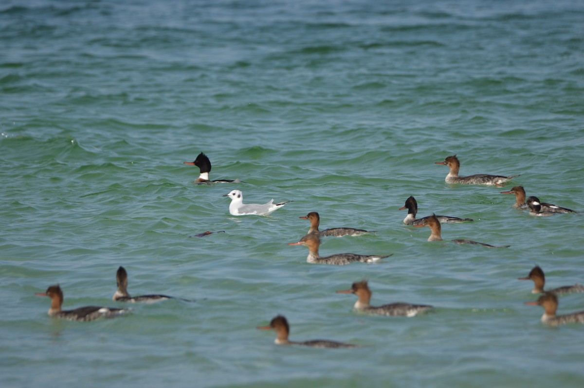 Red-breasted Merganser - ML647580398