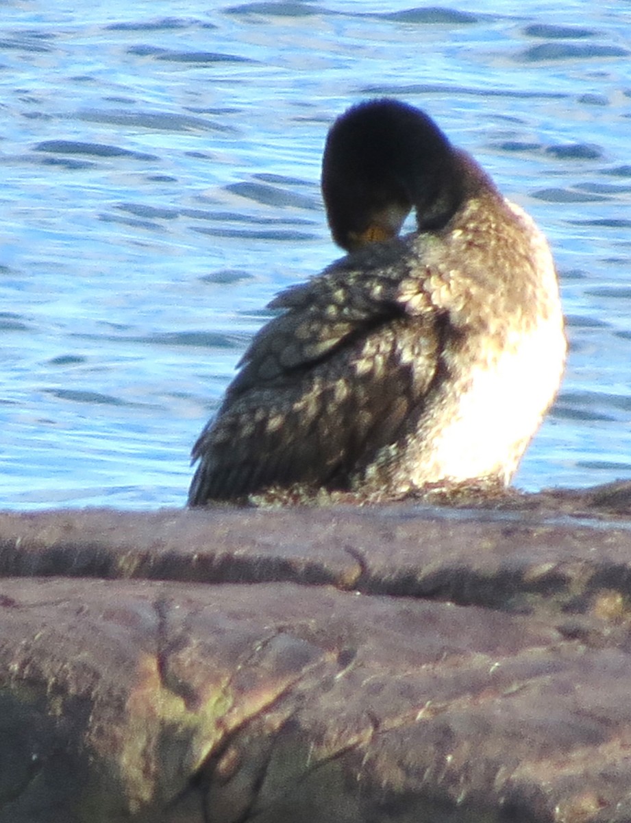 kormorán velký - ML647580400