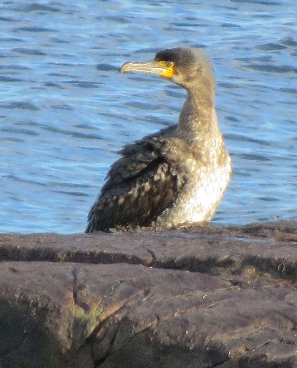 kormorán velký - ML647580408