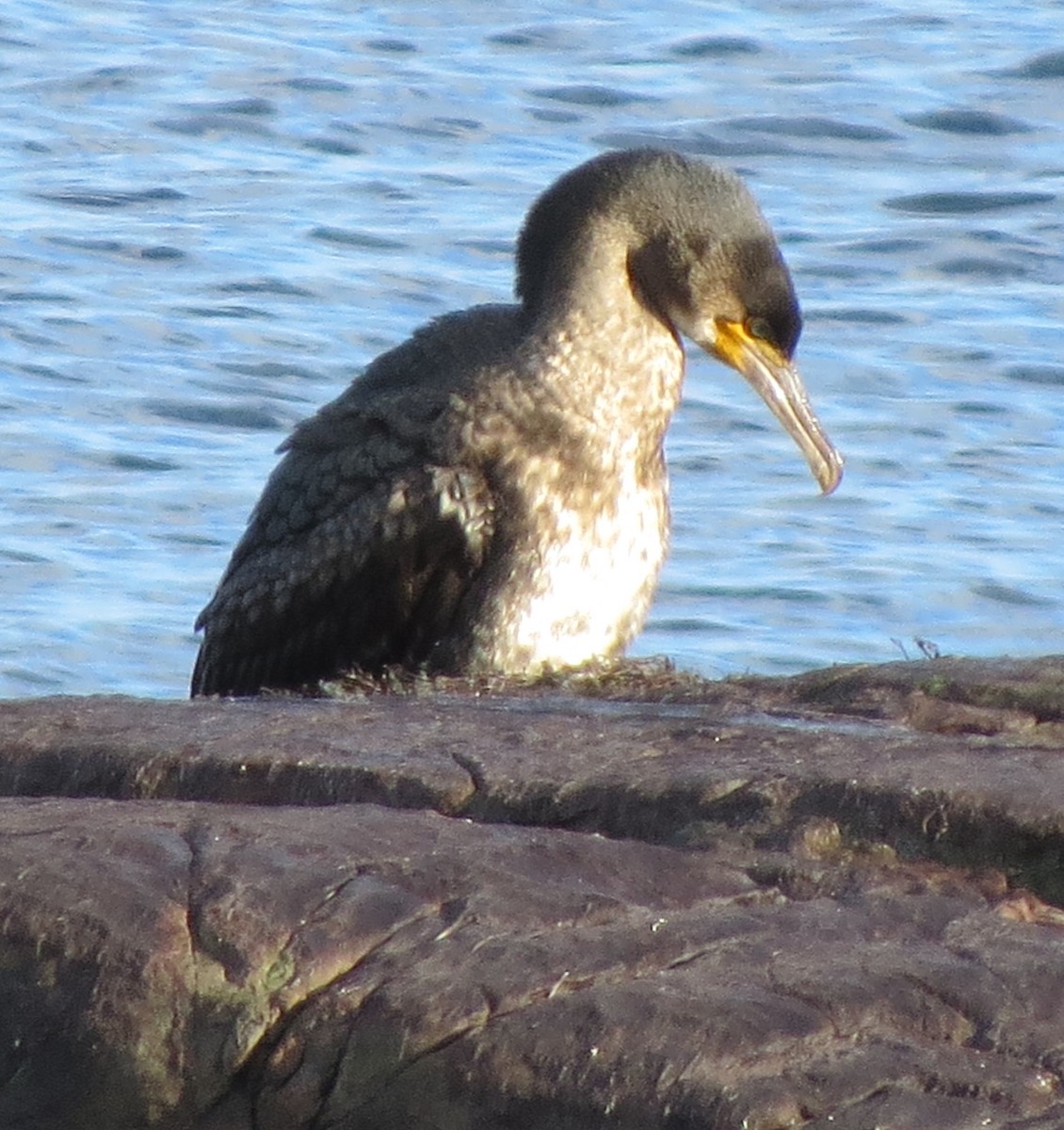 kormorán velký - ML647580411