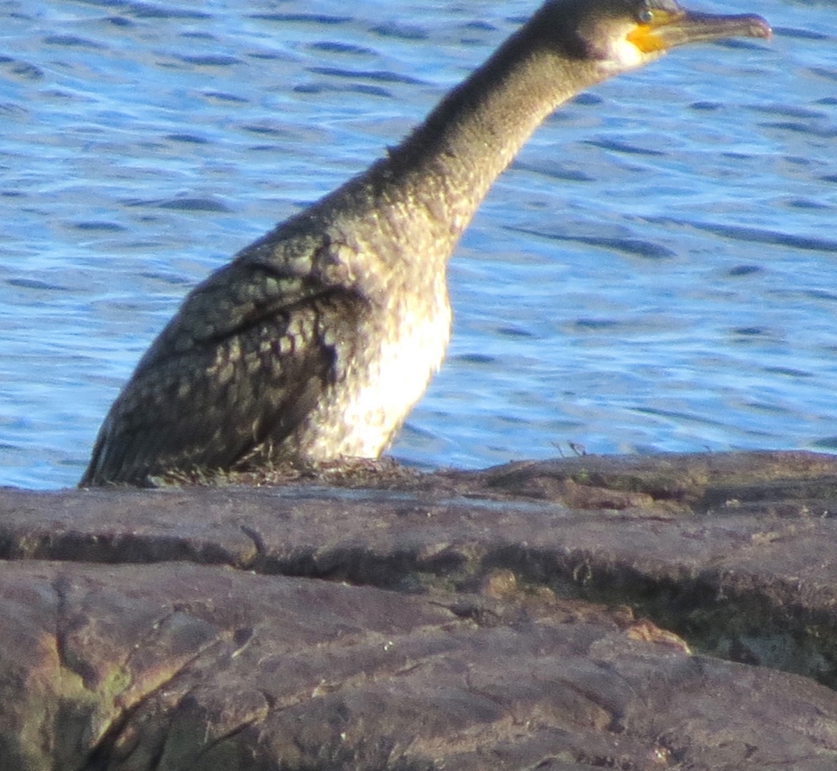 kormorán velký - ML647580414