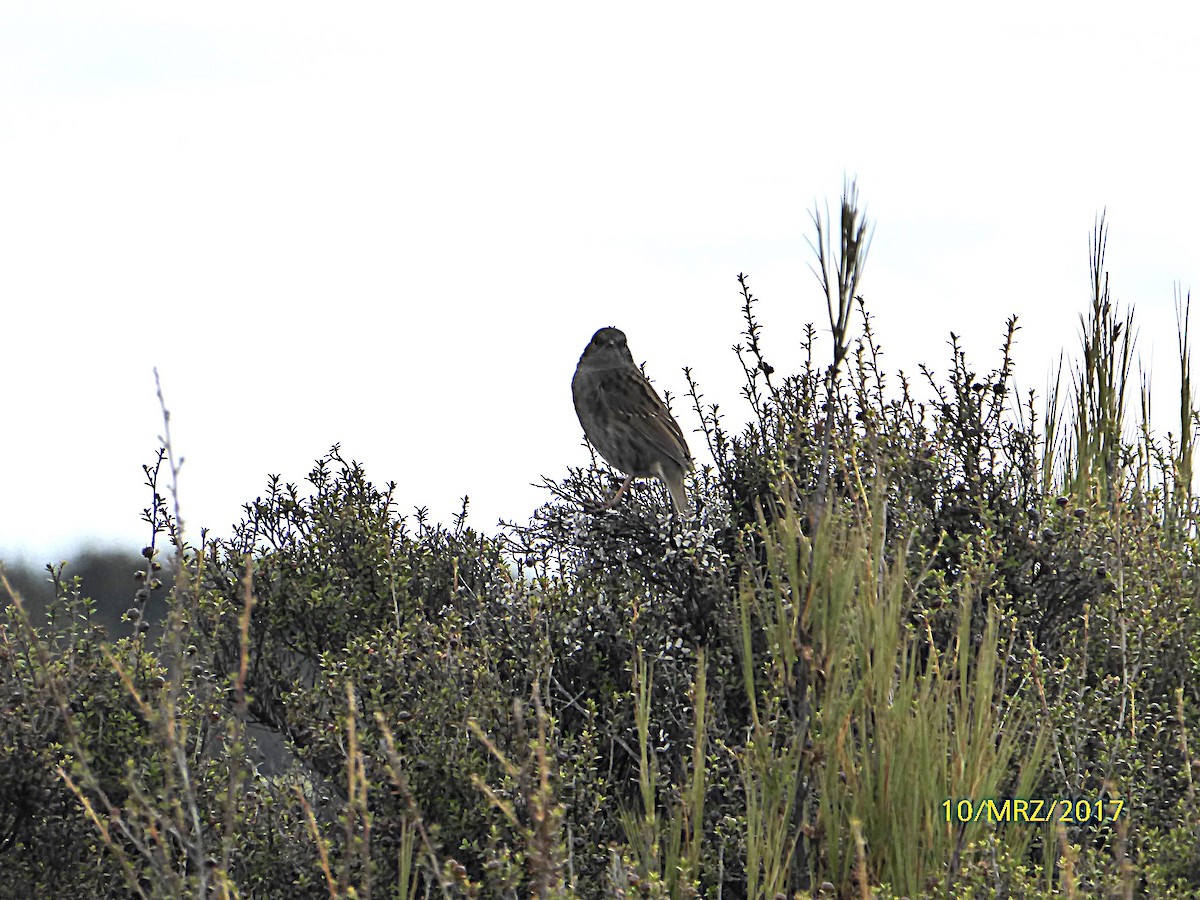 Accenteur mouchet - ML647580415