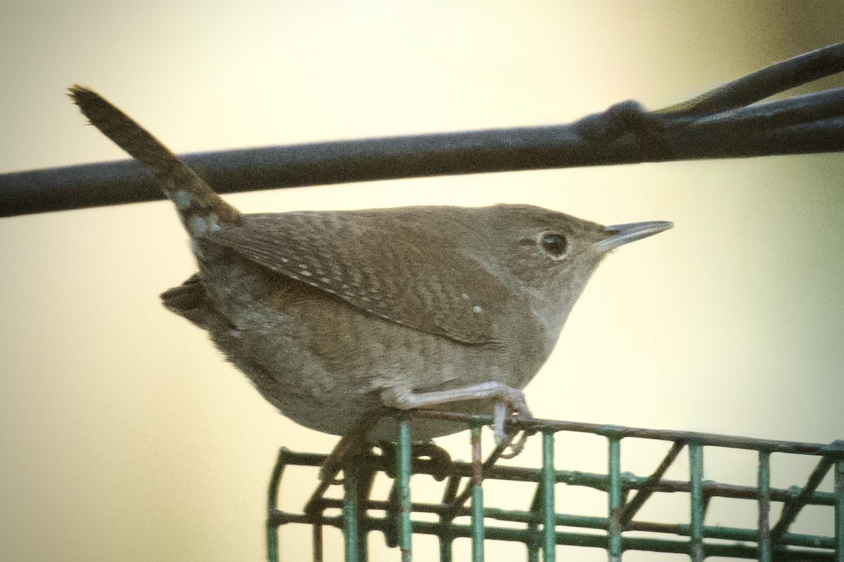 Northern House Wren - ML647580416