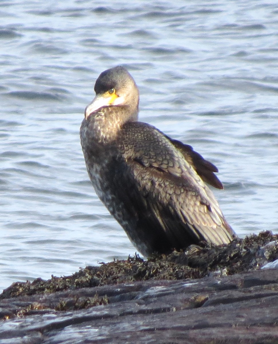 kormorán velký - ML647580418