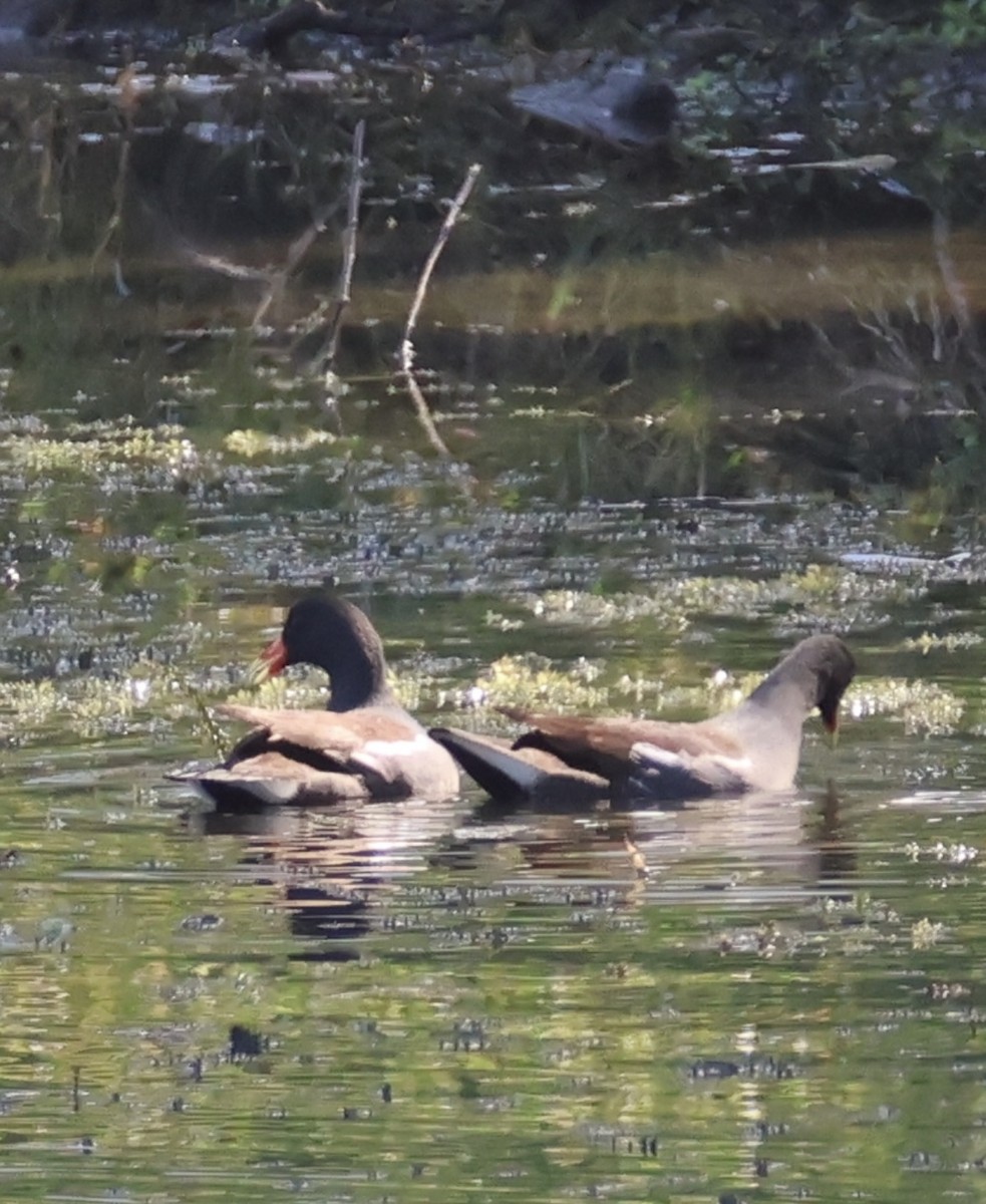 slípka americká - ML647580423