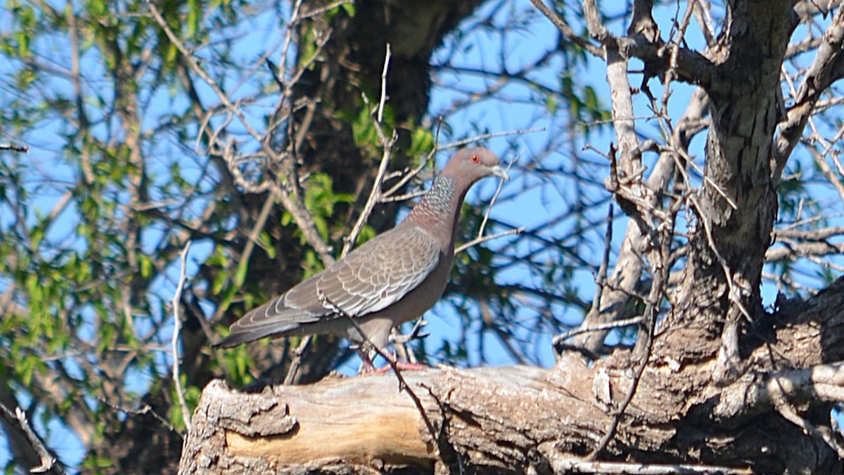 Голуб аргентинський - ML647580425