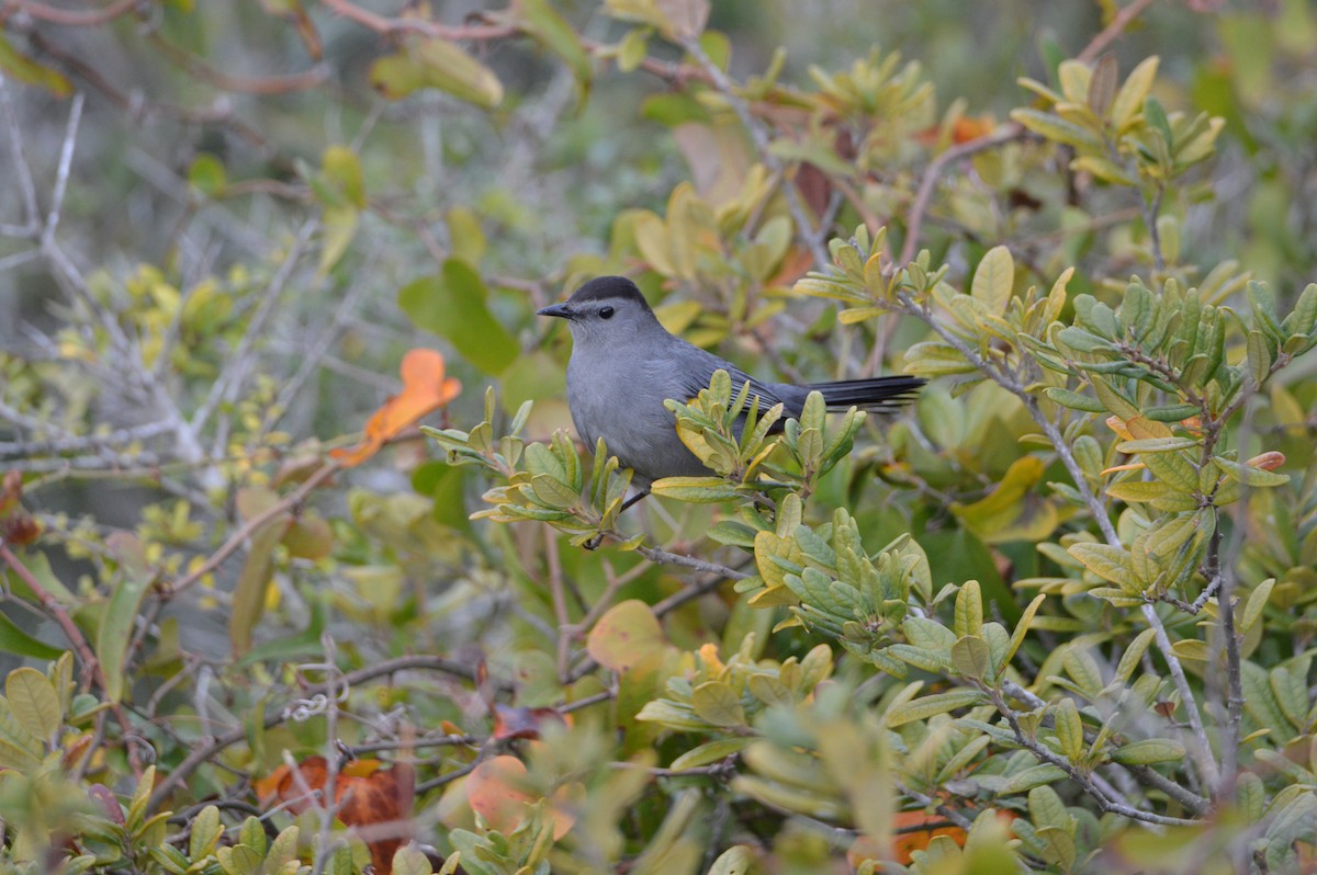 Gray Catbird - ML647580464
