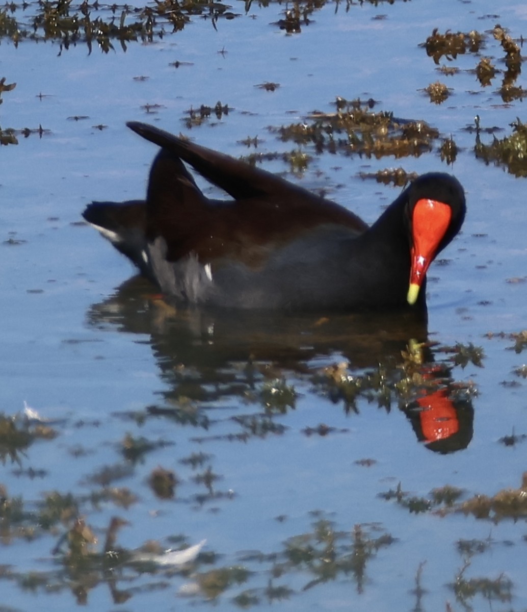 slípka americká - ML647580465