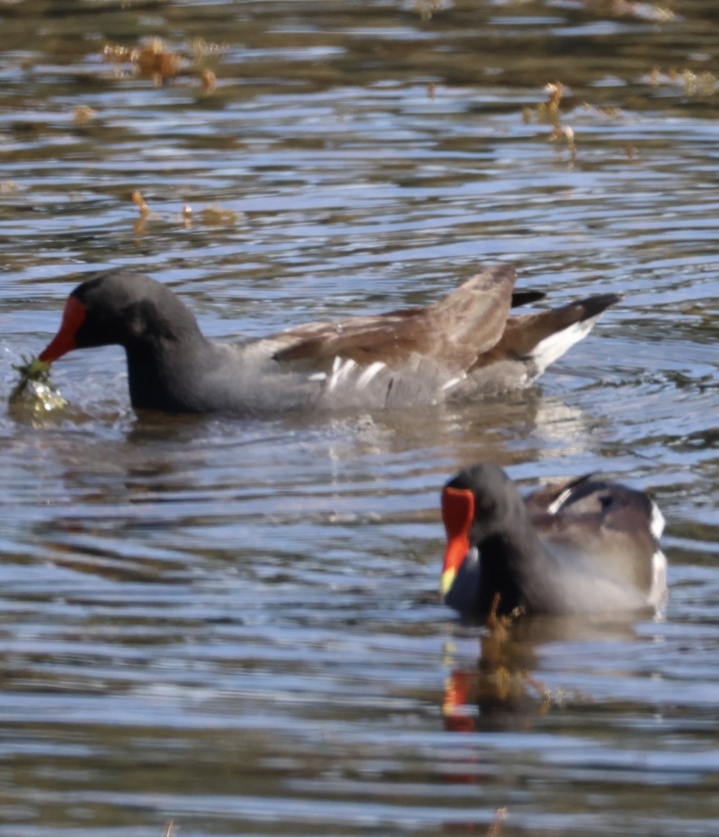 slípka americká - ML647580466