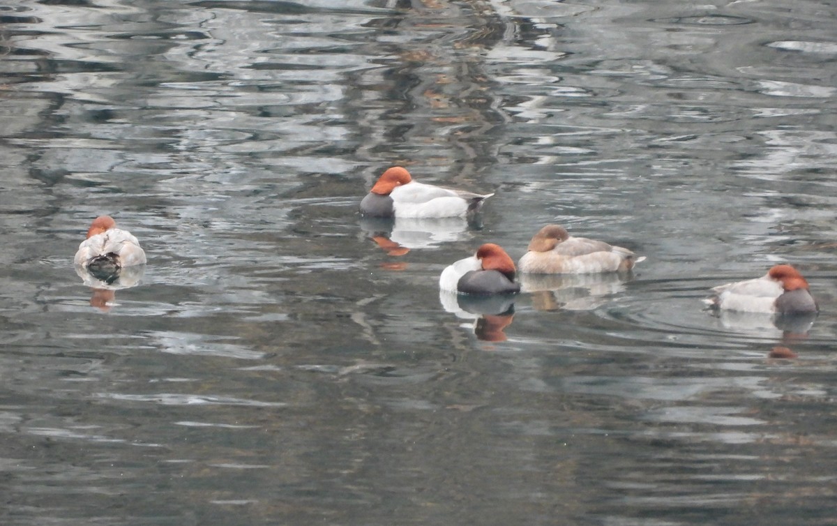 Porrón Americano - ML647580520