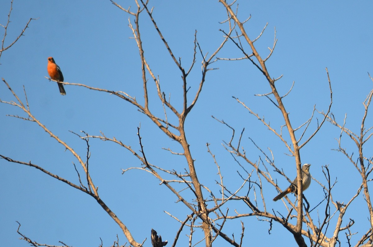 White-tipped Plantcutter - ML647580549