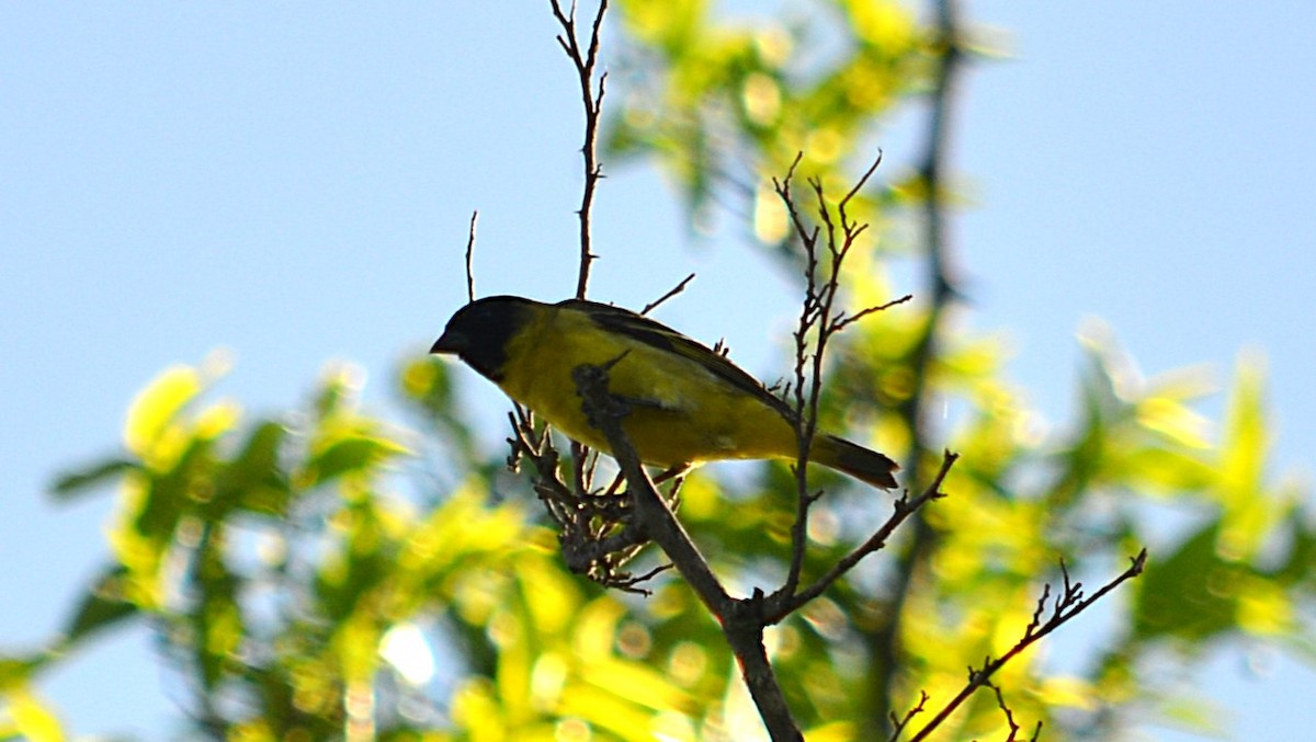 Hooded Siskin - ML647580595