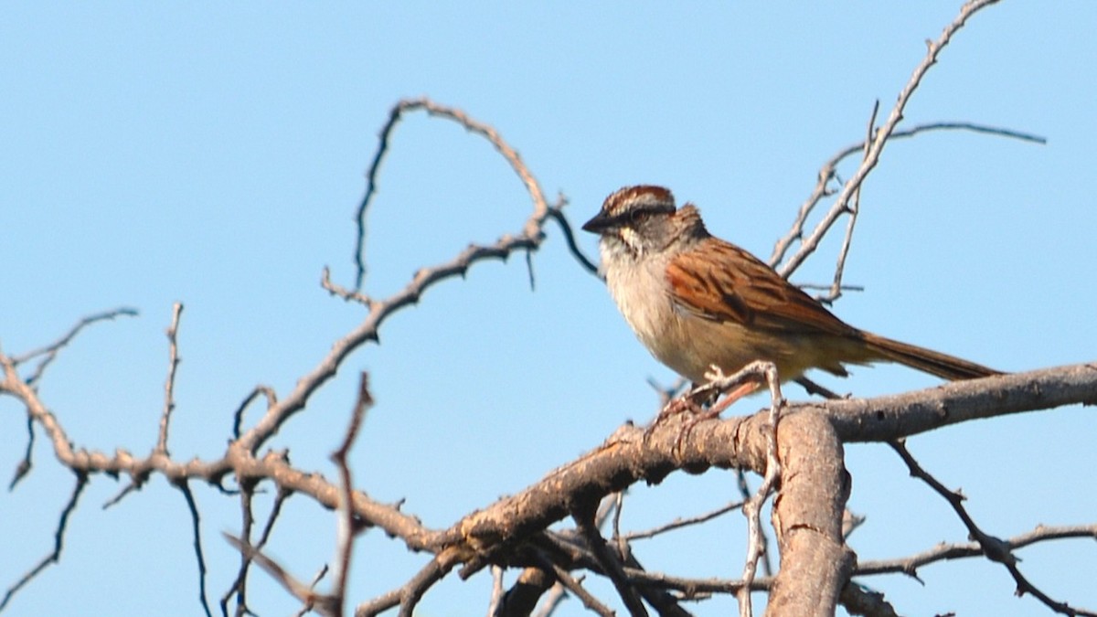 Yungas Sparrow - ML647580616