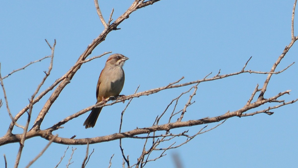 Yungas Sparrow - ML647580617