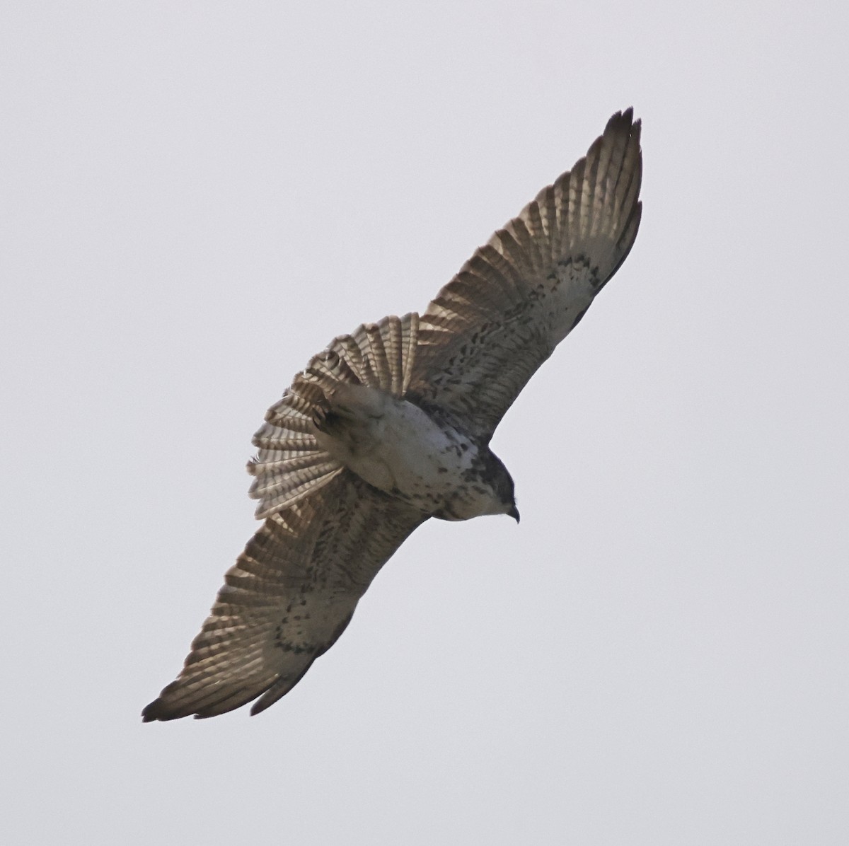 Hawaiian Hawk - ML647580634