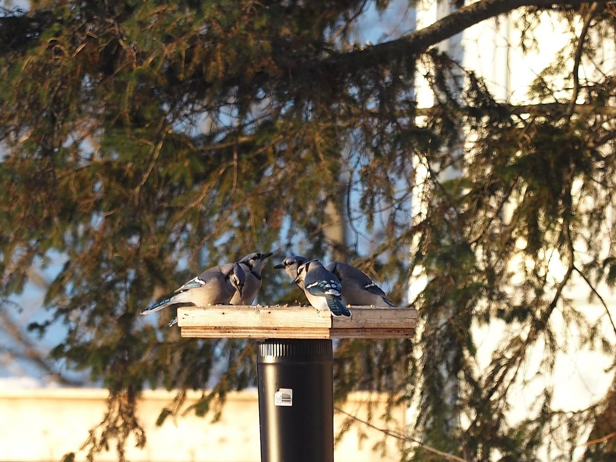 Geai bleu - ML647580638