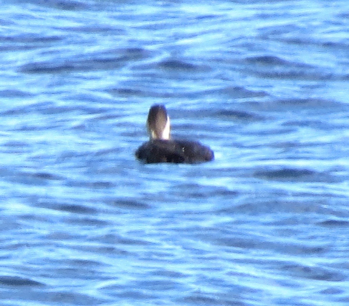 Black Scoter - ML647580657