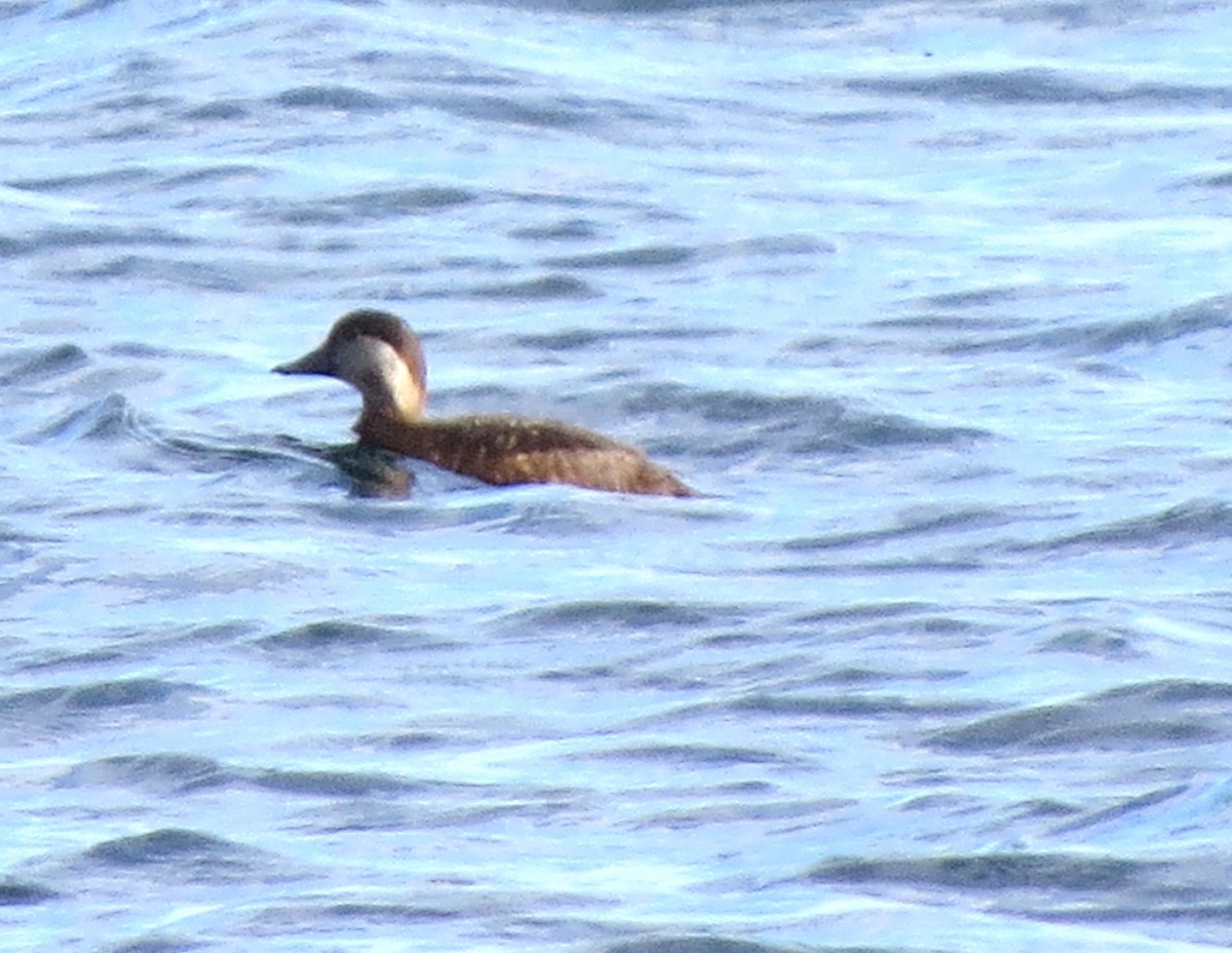 Black Scoter - ML647580659