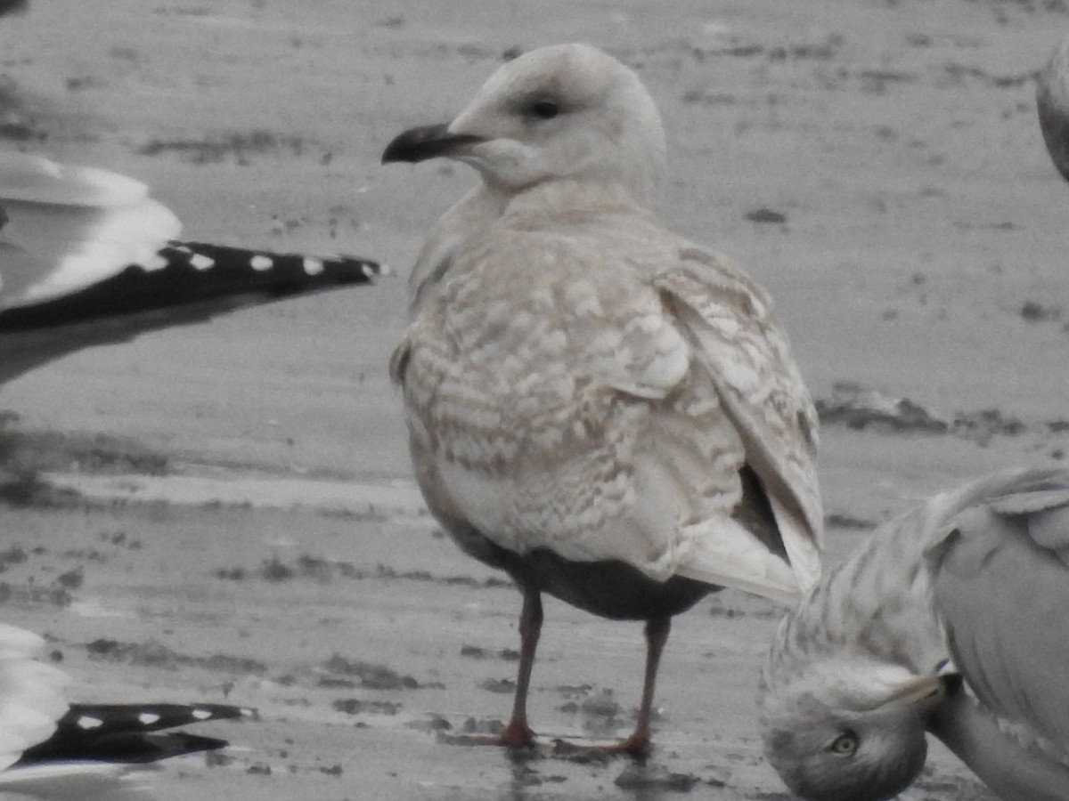 アイスランドカモメ - ML647580693