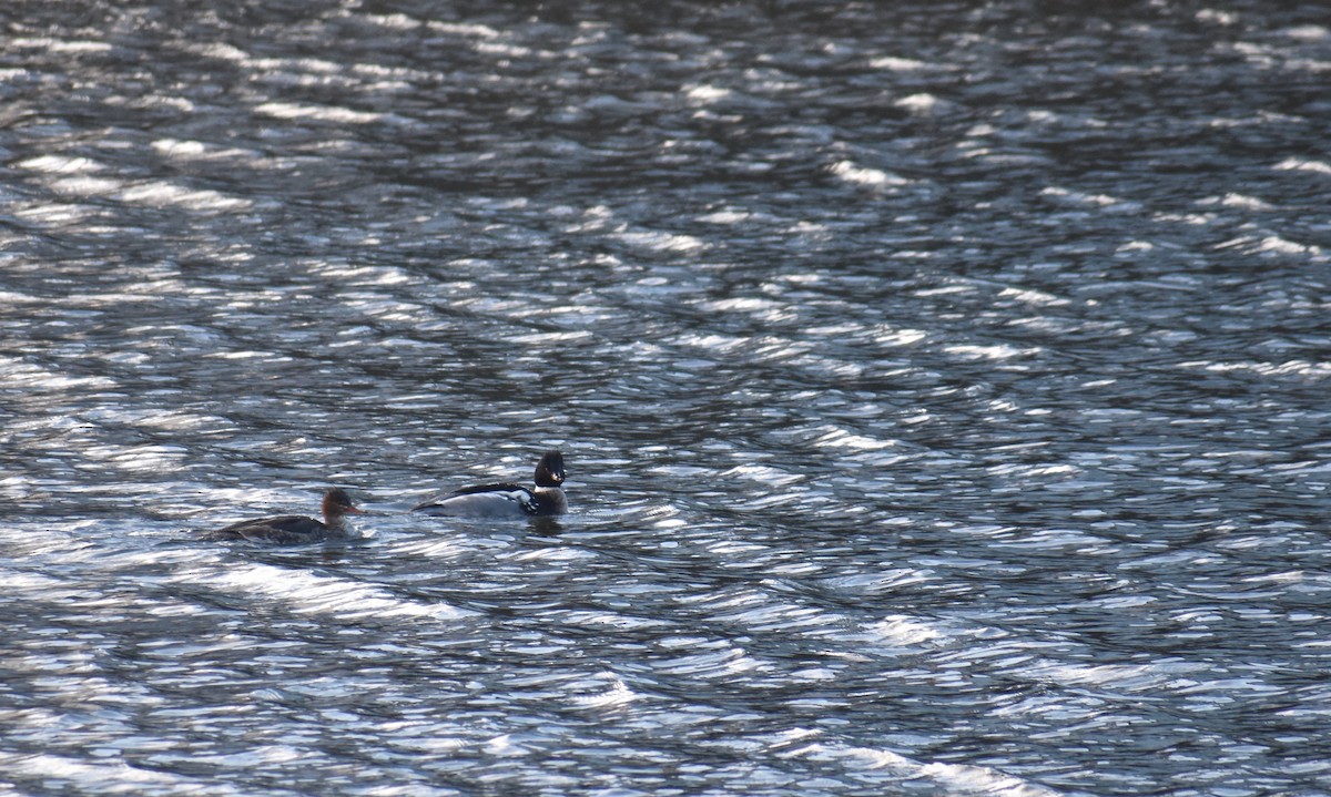 Red-breasted Merganser - ML647580703
