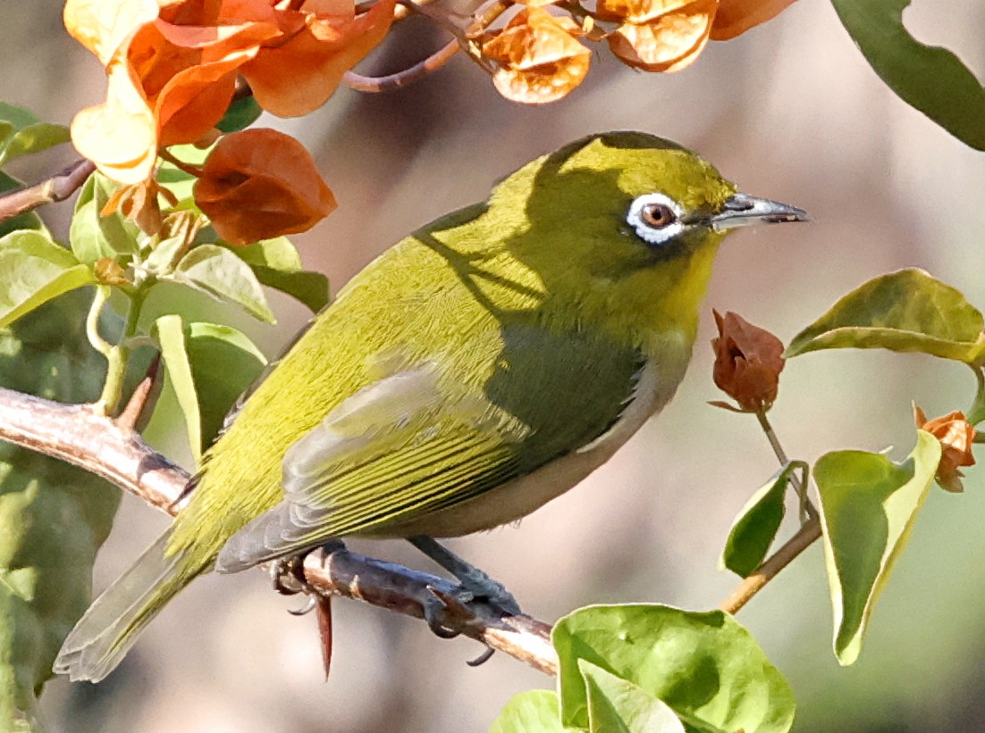 Warbling White-eye - ML647580728