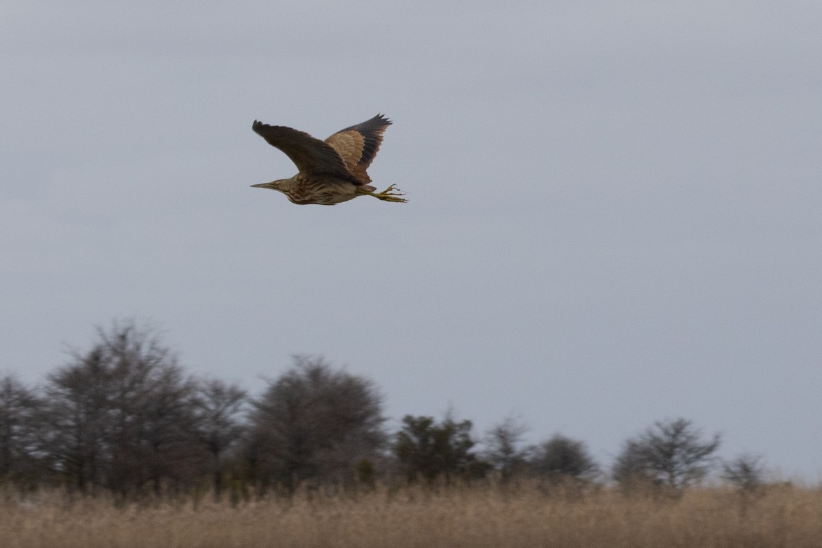 American Bittern - ML647580748