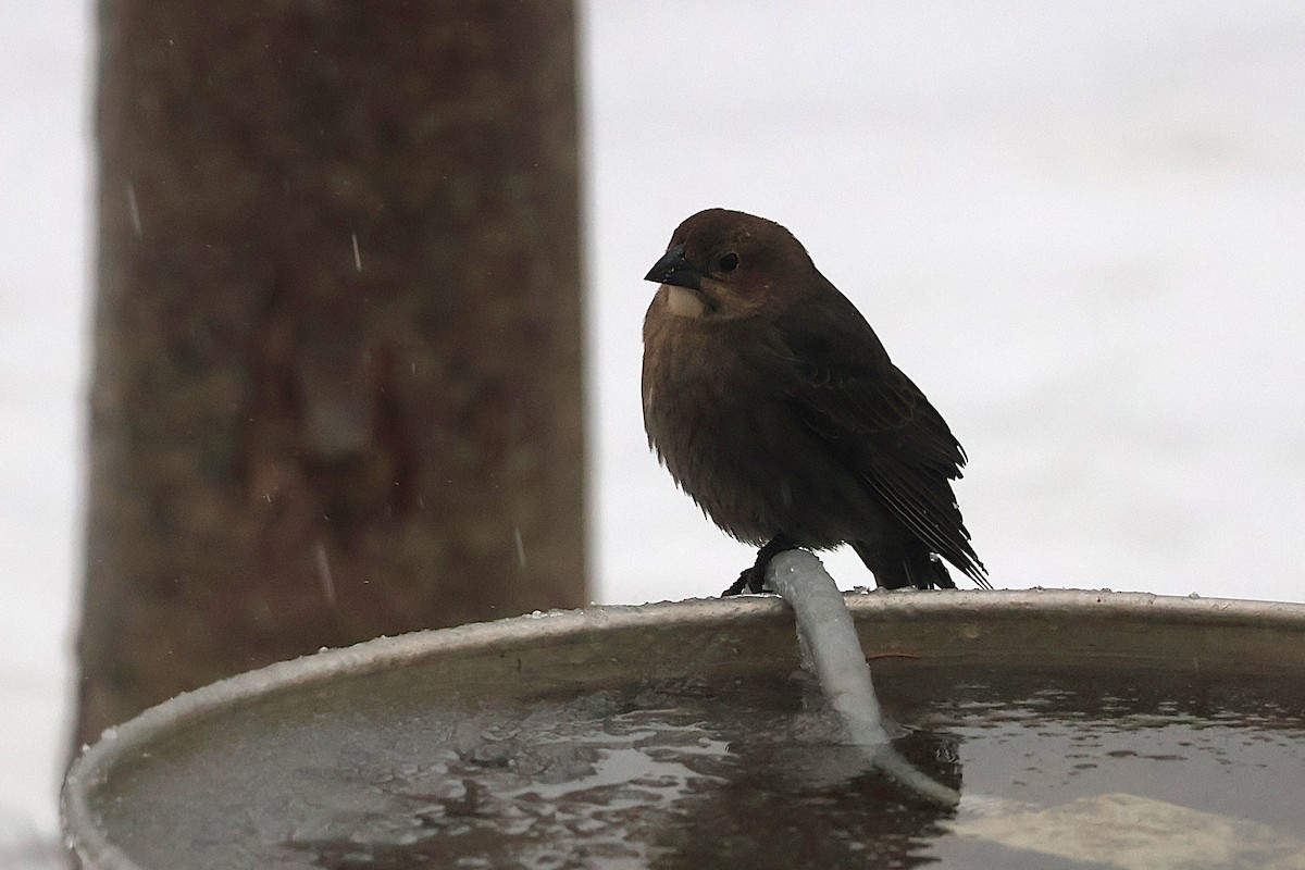 brunhodetrupial - ML647580762