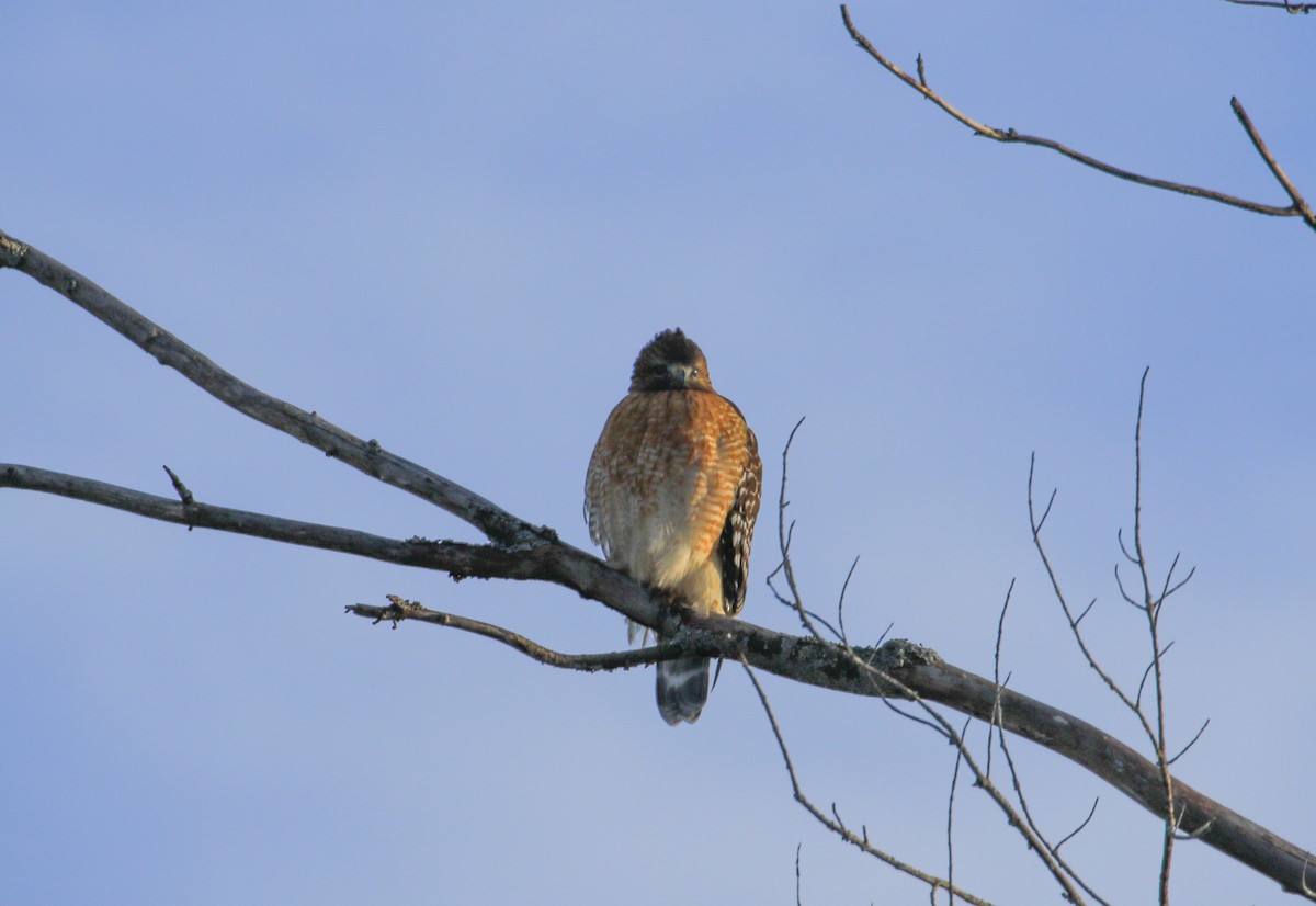 Busardo Pechirrojo - ML647580764