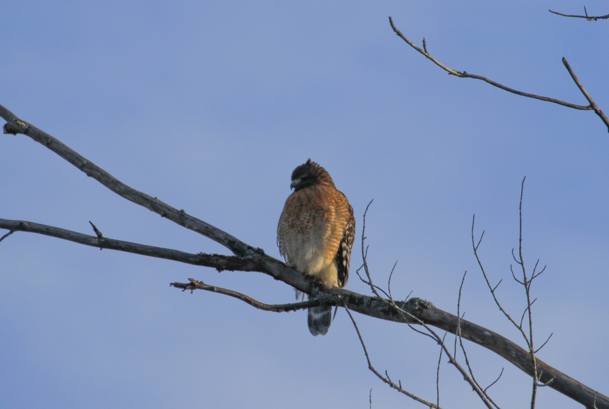 Busardo Pechirrojo - ML647580768