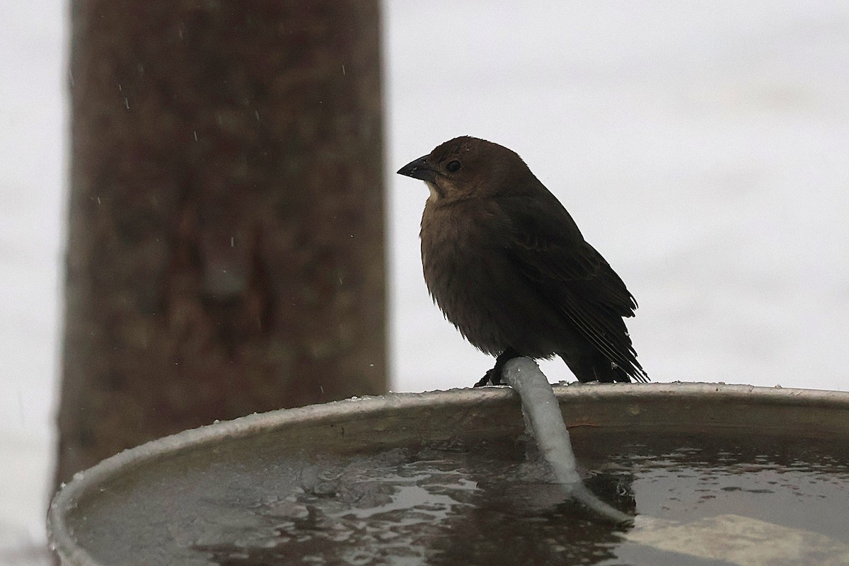 brunhodetrupial - ML647580783