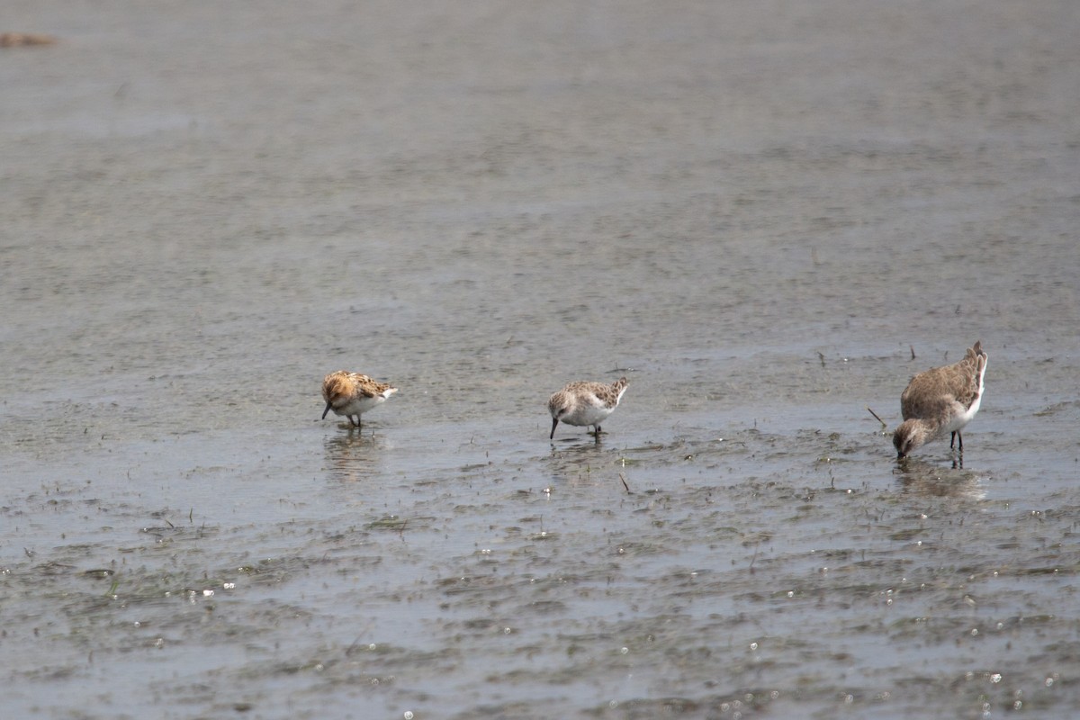 Küçük Kumkuşu - ML647580797