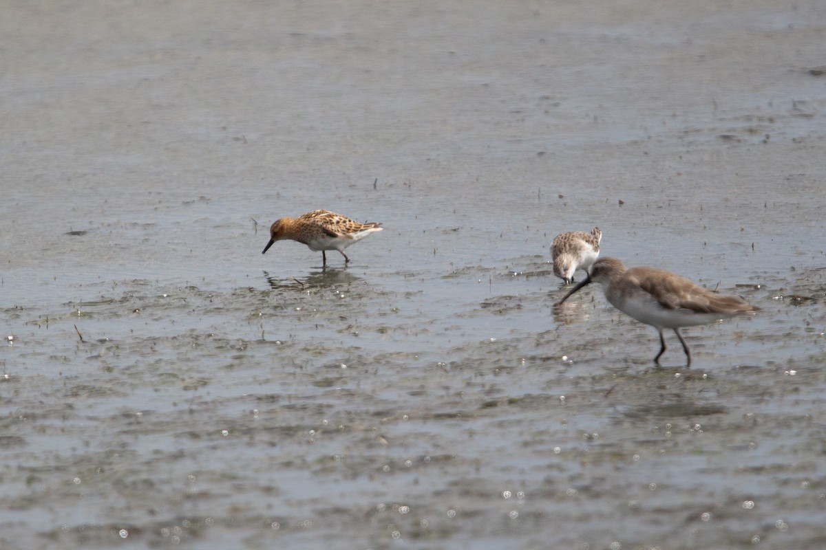 Küçük Kumkuşu - ML647580798