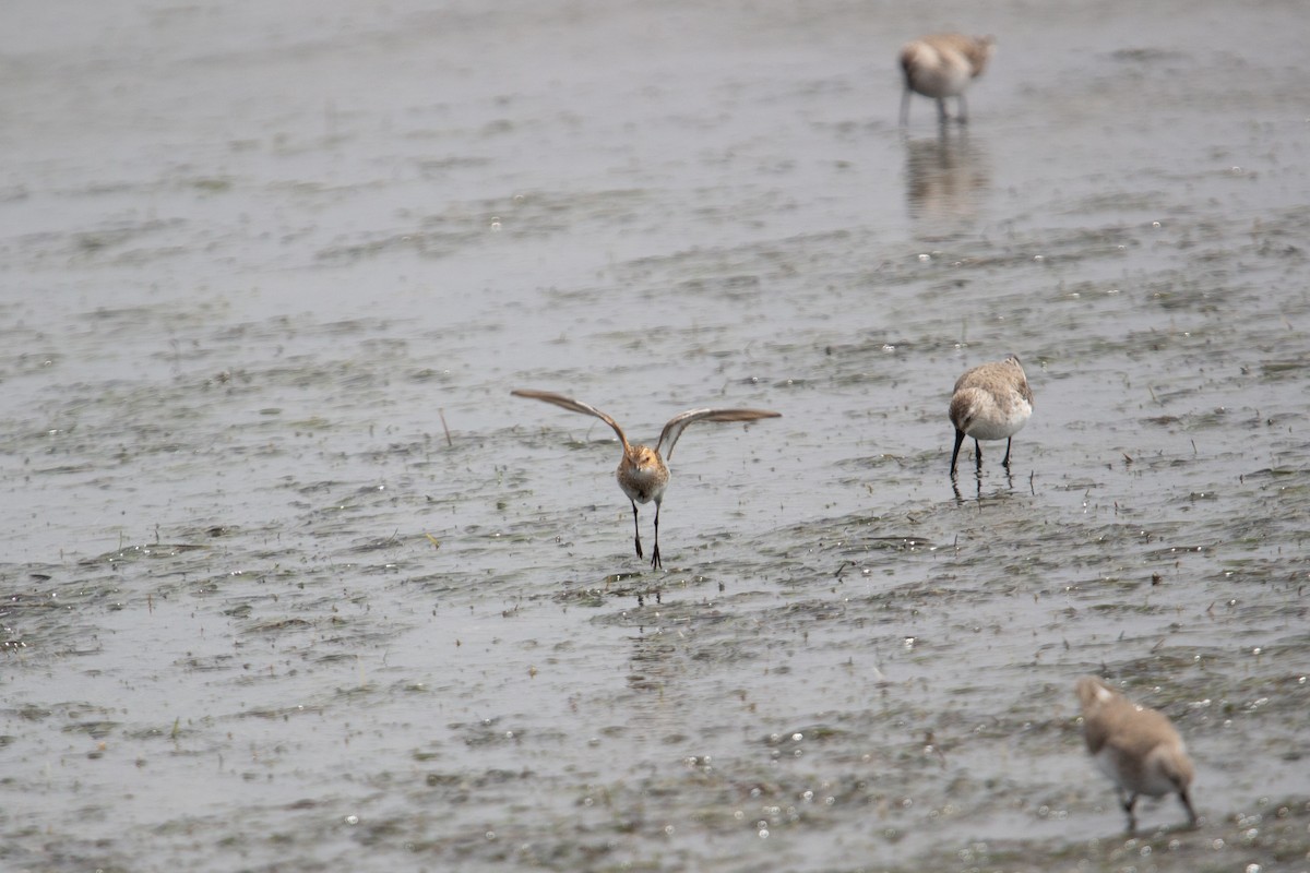 Küçük Kumkuşu - ML647580799