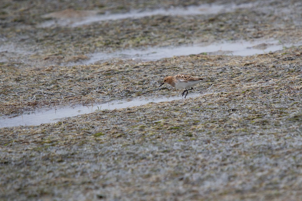 Küçük Kumkuşu - ML647580800