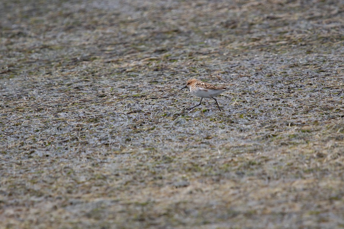 Küçük Kumkuşu - ML647580801