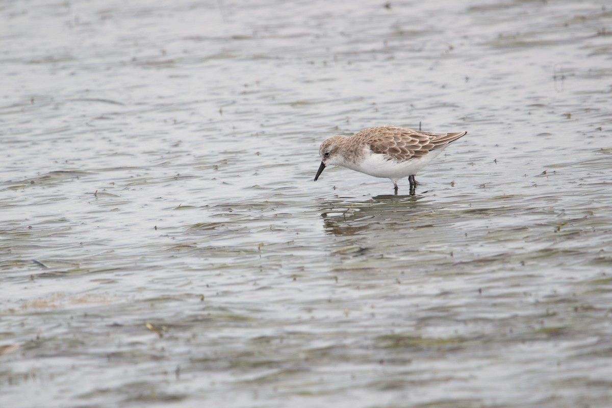 Küçük Kumkuşu - ML647580802