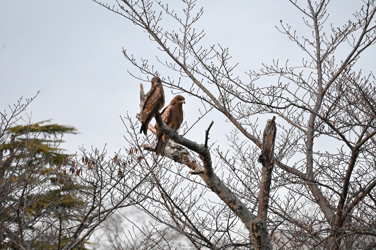 Black Kite - ML647580809