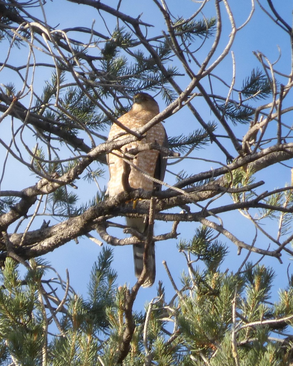 クーパーハイタカ - ML647580828