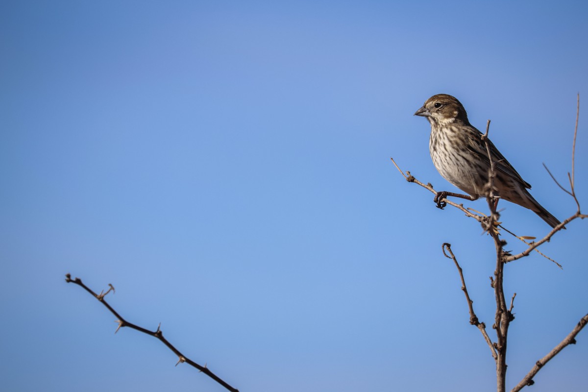 Lark Bunting - ML647580854