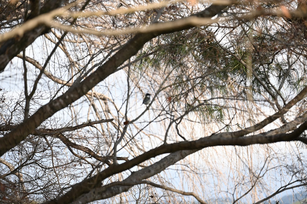 Asian Tit - ML647580871