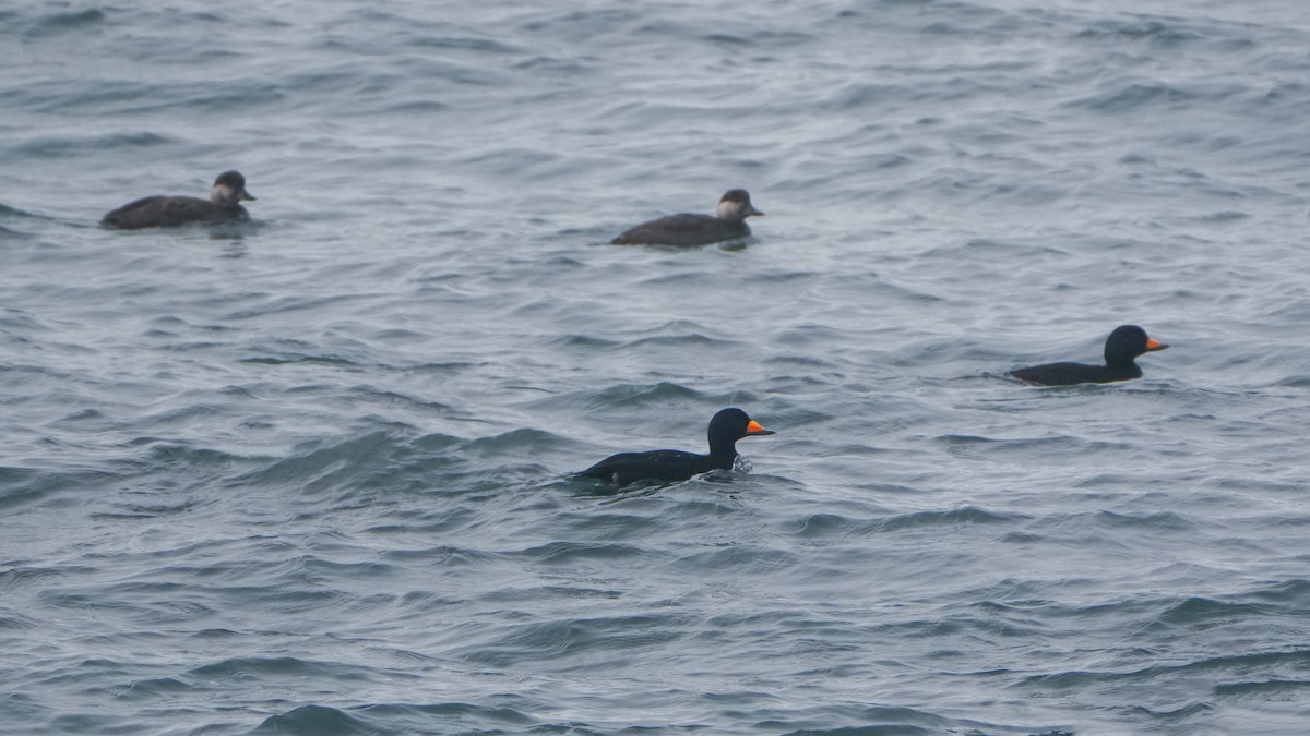 Black Scoter - ML647580928